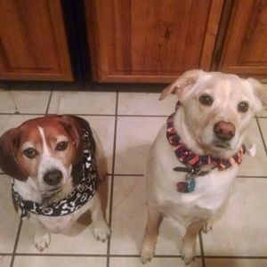 Meet your Posher, Josephine